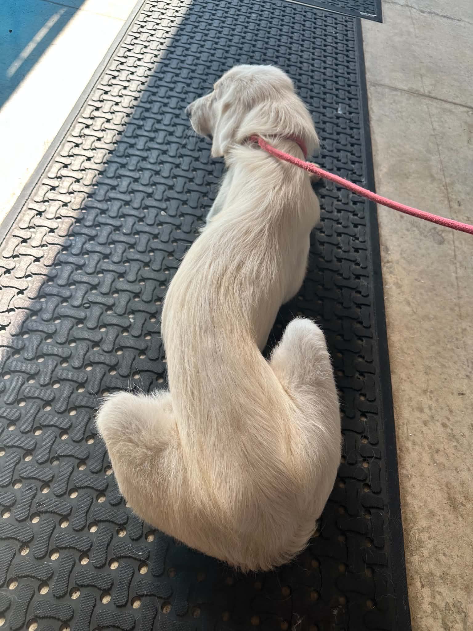 Willow